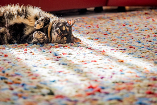 A tortoiseshell cat enjoying being pampered and loved. Animal lying, sleeping, resting, relaxing on a colorful carpet where the sun shines and falls from the window, creating natural light. Closeup on animals head and eyes. Pet background with copy space.