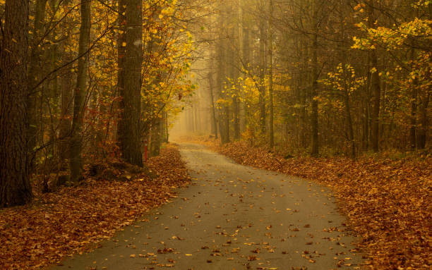 istock Autumn alley of trees 1438955703