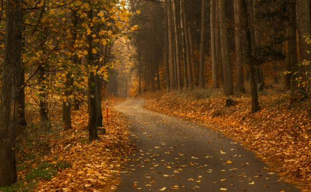 istock Autumn alley of trees 1438955851