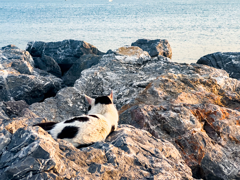 Black and white cat lying on grey rocks next to the sea at sunset. Animals in various positions. Pampered and loved cats lying, sleeping, resting, relaxing. Beautiful pet background with copy space.