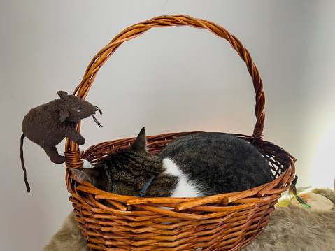 Stiped tabby cat rolling in basket decorated with a little mouse. Animals in various positions. Pampered and loved cats lying, sleeping, resting, relaxing. Beautiful pet background with copy space.