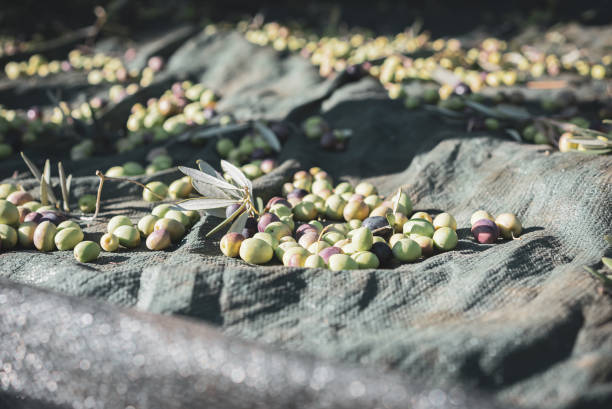 istock Olive fruits on harvesting net. 1438957584