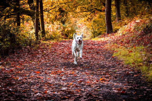Dalmatian running on forest path in Autumn stock photo