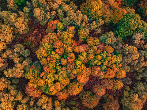 Aerial view of autumn trees and heathland on Cannock Chase at sunrise.