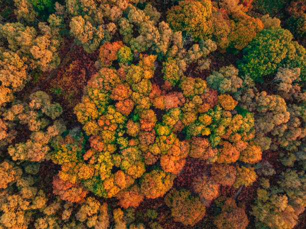 Aerial view of autumn trees and heathland on Cannock Chase at sunrise. stock photo