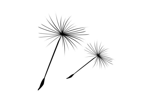 ilustrações, clipart, desenhos animados e ícones de a fofura de dandelion voa para longe do vento. - dandelion single flower flower white