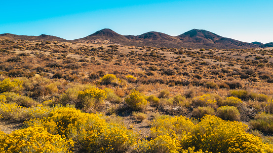 Autumn arid meadow landscape in the wilderness high desert mountains in Albuquerque, New Mexico, USA