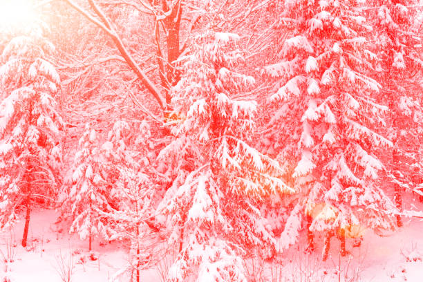 Winter. Snowfall. Spruce and other trees covered with snow in the sunshine. Pink glow