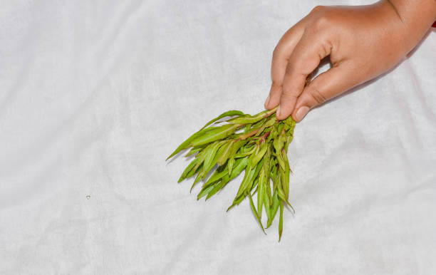 plantes à base de plantes hygrophila auriculata ou ikiriya ou kulekhara une herbe ayurvédique en inde, au sri lanka et au bangladesh. un médicament à base de plantes pour l’anémie ou une carence en globules rouges. - ayurveda india scented asian culture photos et images de collection