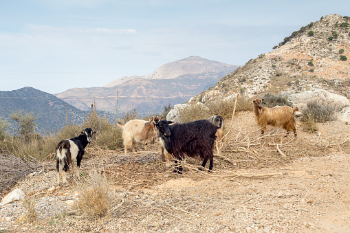 The goat graze by the road in the mountains on a sunny day (Lassithi area, island Crete, Greece)