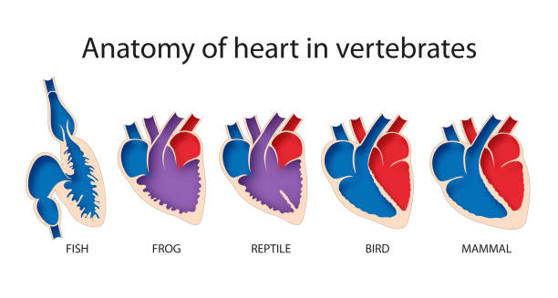 척추 동물의 심장 해부학 다이어그램 - human artery animal artery human heart blood stock illustrations