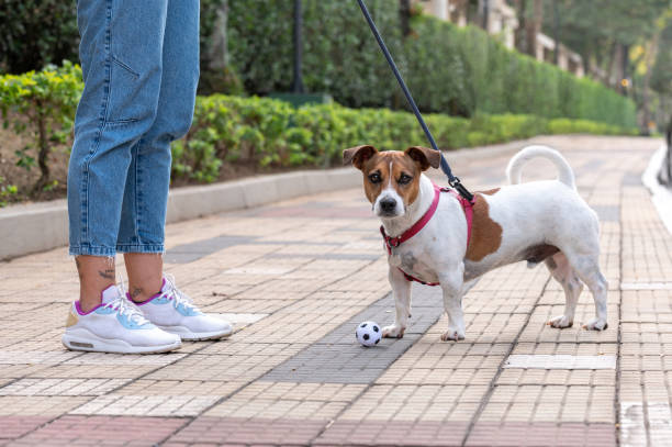 istock Woman walkiJng Jack Russell dog 1438962126