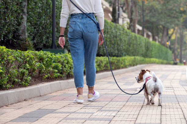 istock Woman walkiJng Jack Russell dog 1438962130
