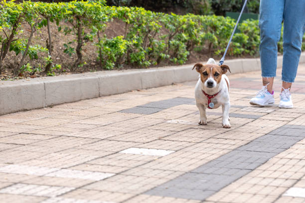 istock Woman walkiJng Jack Russell dog 1438962157