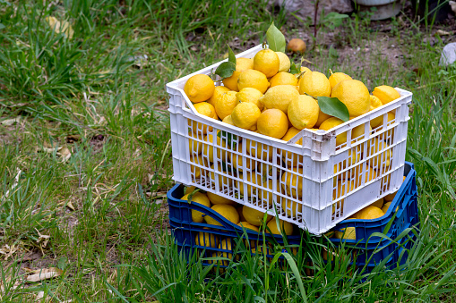 Harvesting. Ripening, yellow lemons lie in drawers in a orchard close-up on a sunny, spring morning