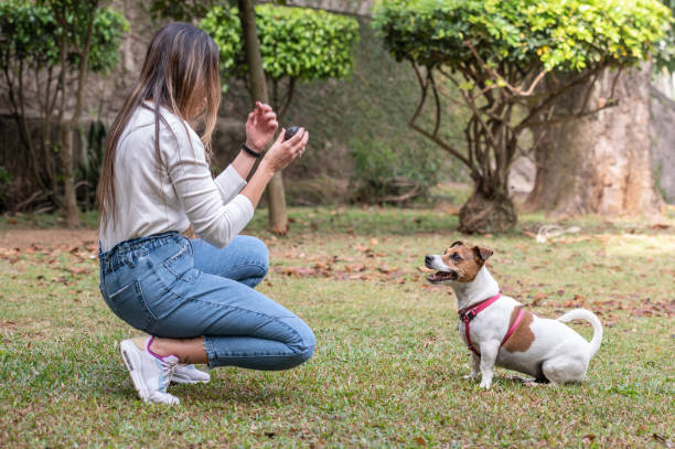 istock Woman playing with Jack Russell dog 1438962173