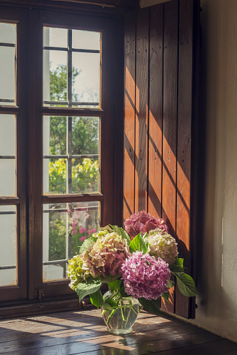 Delicate bouquet of multi-colored hydrangea stands in a vase on a vintage, wooden window on a sunny day indoors.