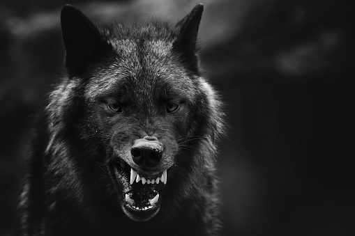 Primer plano en escala de grises de un lobo enojado con un fondo borroso photo