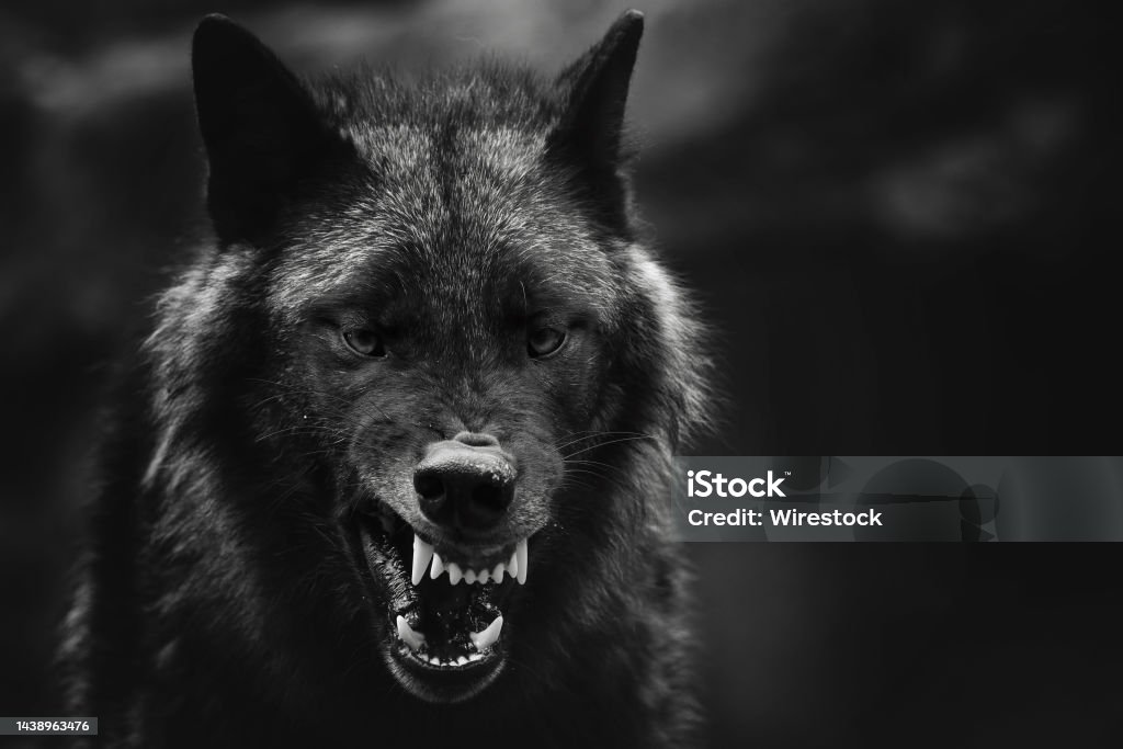 Greyscale closeup shot of an angry wolf with a blurred background A greyscale closeup shot of an angry wolf with a blurred background Wolf Stock Photo