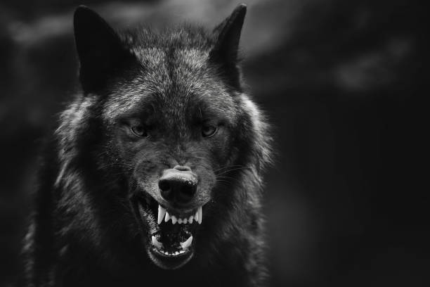 Greyscale closeup shot of an angry wolf with a blurred background A greyscale closeup shot of an angry wolf with a blurred background wolf stock pictures, royalty-free photos & images