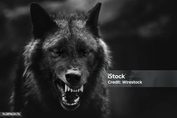 Greyscale Closeup Shot Of An Angry Wolf With A Blurred Background Stock Photo - Download Image Now