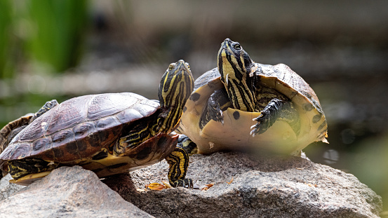 A closeup of two Florida redbelly turtles on the rocks under the sunlight with a blurry background