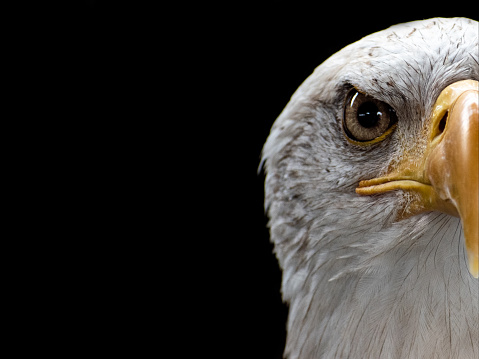 A closeup of a bald eagle under the lights against a black background