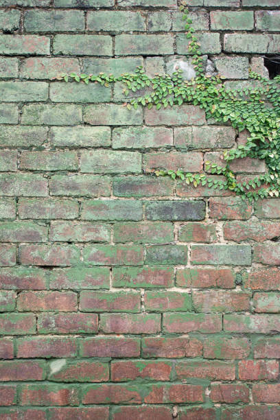 istock Vertical shot of green plants growing on an old rusty cobblestone wall 1438963580
