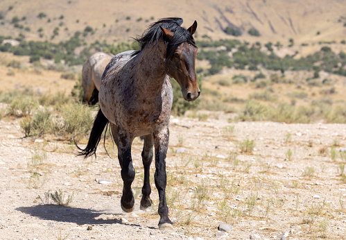 a beautiful wild horse in summer in the Utah desert