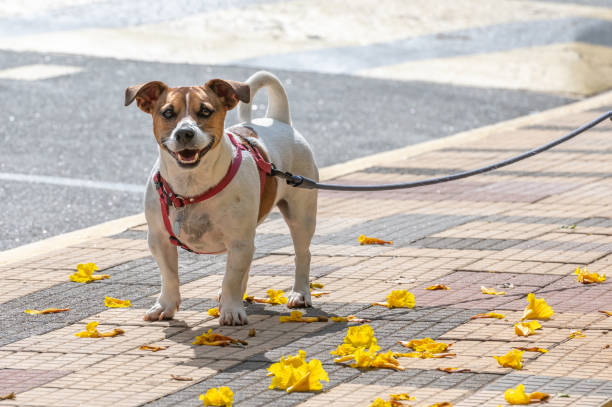 istock Jack Russel dog wearing a red collar 1438963747