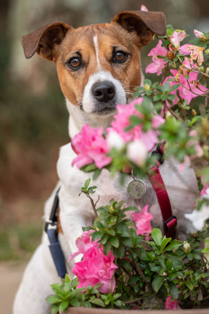 istock Jack Russell dog posing with pink flowers 1438963966