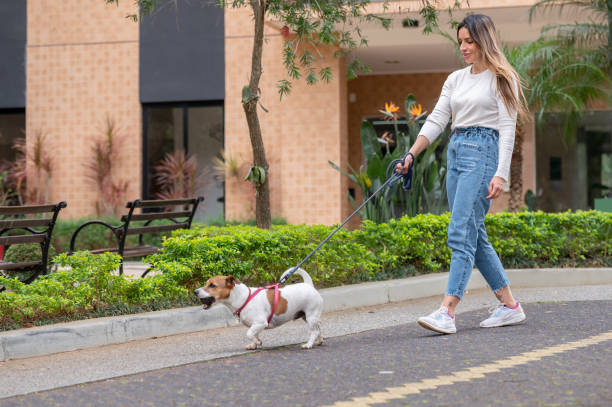 istock Woman walking Jack Russell dog 1438963968