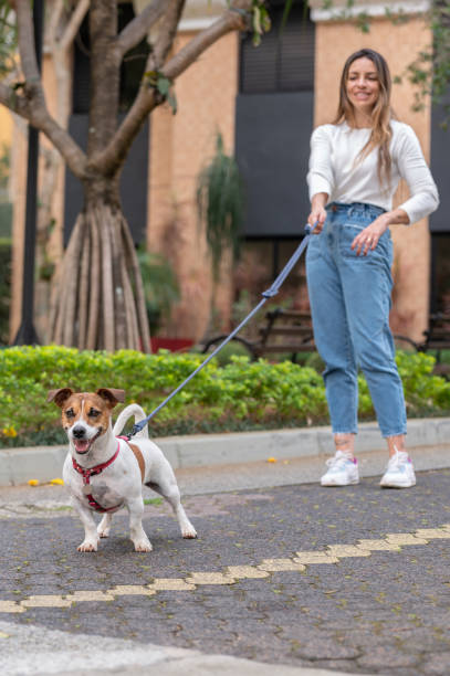 istock Woman walking Jack Russell dog 1438964177