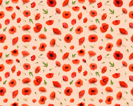 Seamless floral pattern of red poppy flowers, leaves buds and petals on beige background top view flat lay
