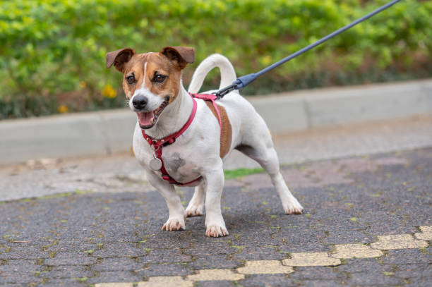 istock Jack Russel dog wearing a red collar on a leash 1438964267