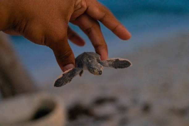 A person​ holding tiny flatback sea turtle hatchling on Bare Sand Island in the Northern Territory of Australia