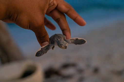 Close up - Holding a Baby Turtle to be released into the ocean