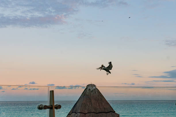 pelican landing on a straw hut - pelican landing imagens e fotografias de stock