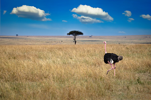 Ostrich grazing on the plains of the Serengeti with a Acacia tree in the background.