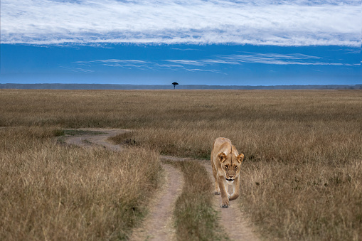 A lion travels on the roadway of the Serengeti
