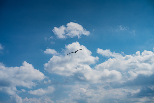 Bird Flying in the Blue Sky with Clouds