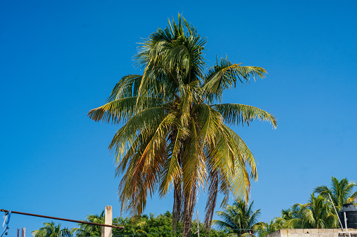 Palm Tree Centered with Blue Skies in the Background