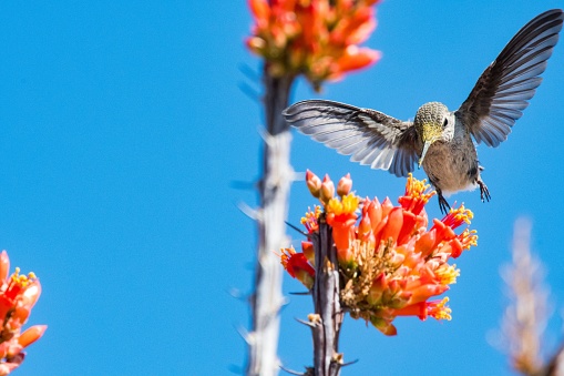 A closeup view of a hummingbird flying near an ocotillo plant in blue sky background