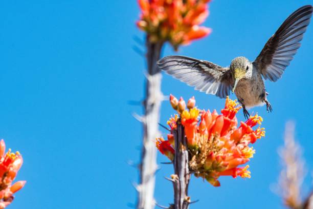 Closeup view of a hummingbird flying near an ocotillo plant in blue sky background A closeup view of a hummingbird flying near an ocotillo plant in blue sky background ocotillo cactus stock pictures, royalty-free photos & images