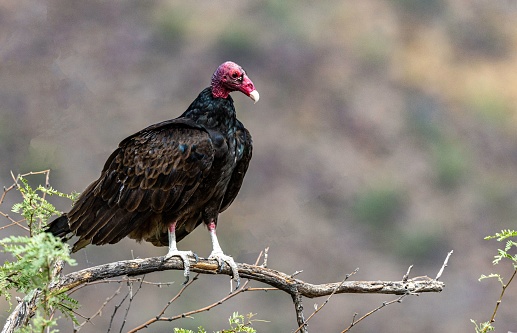 A turkey vulture with a red head perched on a wooden branch in a forest in Arizona