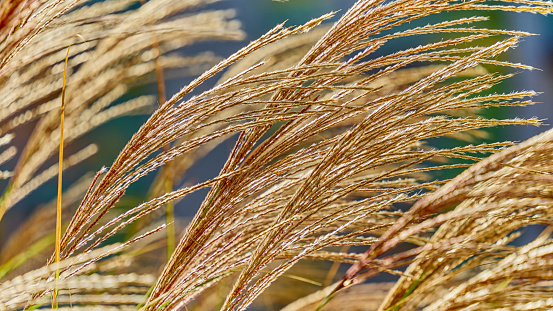 Golden dry grass spikelet's close-up view