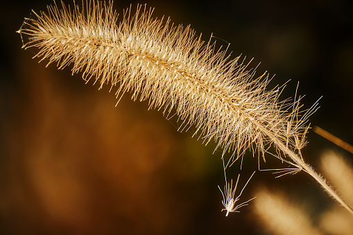 Golden dry grass spikelet close-up view