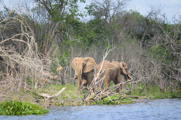 istock African bush elephants in Murchinson Falls National Park 1438968132
