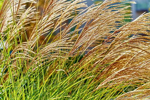 Golden dry grass spikelet's close-up view