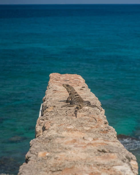 istock Iguana On Cliffs In Isla Mujeres Mexico 1438969262